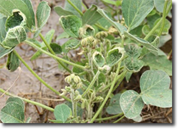 Soybean plant with dicamba damage